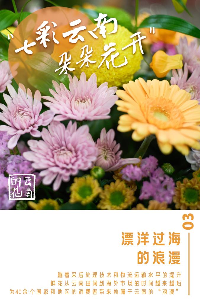 高德娱乐七彩云南朵朵花开(图3)