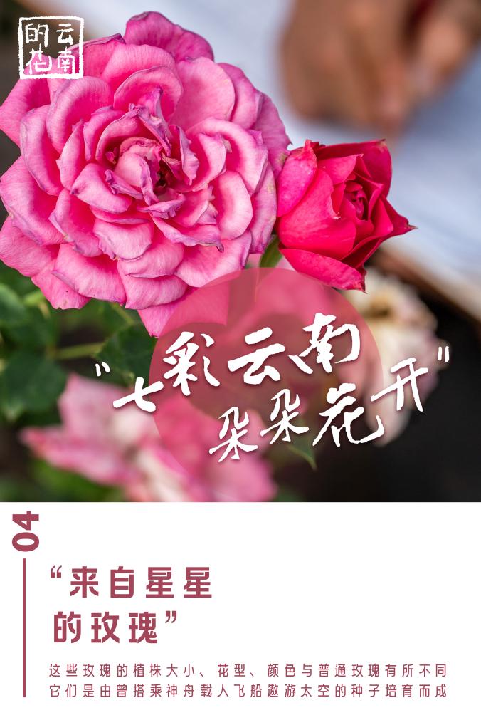 高德娱乐七彩云南朵朵花开(图4)